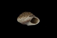 藏品(臺灣䗉螺)的圖片